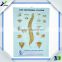 2017 Medical Educational PVC 3D poster/Blister Anatomy Poster