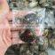 Natural Mini Ammonite Fossil Slices Crystal Stones Ornaments