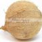 Premium Quality Coconuts Fully Husked in India For Sale
