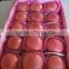 Yantai Blush Red Fuji Apple