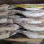 Frozen Hard Tail Scad /Horse Mackerel Fish