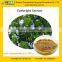 GMP Certified factory supply 100% natural and High Quality Euphrasia Officinalis Extract Powder