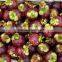 100% Pure Kosher Certified Mangosteen Fruit Extract
