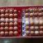 30 holes egg transport tray