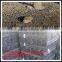 China factory sale poultry wire 1/2 hex mesh chicken wire