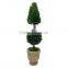 New potted boxwood topairy preserved