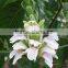 Organic Quality Malabar Nut For Bulk Suppliers