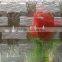 High Quality Low-Iron Frosted Patterned Glass
