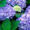 High grade OEM supplier of hydrangeas flower