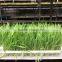 Hydroponics Animal Fodder Machine automatic oat rooting machine /bean budding machine/animal fodder sprouting machine