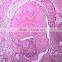 Different kinds of histology teaching prepared microscope slides