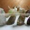 Natural Quartz Crystal Unicorn for Sale