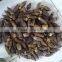FRESH BETEL NUT ( export.vilaconic(at)gmail.com