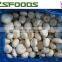 China Frozen White Mushroom Agaricus Bisporus HOT SALE