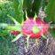 VIETNAM DRAGON FRUIT