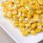 Fashionable antique sell freeze dried sweet corn