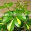 Evergreen Foliage Outdoor Landscaping Decorative Ornamental Plants Schefflera Octophylla (Lour.) Harms