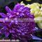 Chrysanthemum