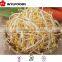 high quality frozen Soybean sprout 2015 best price