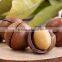 Raw Macadamia nuts with shell and Without shell.