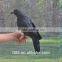 realistic life size artificial crows wholesale lifelike crow decoys