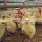 automatic chicken farm design equipment for broiler, breeder and layer