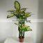 fake decorative dieffenbachia rohdea artificial evergreen wholesale