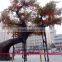 SJ20171741 factory ornamental foliage japanese trees artificial money tree plant