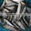 high-class new fish sardine fish frozen sardine for canning on sale