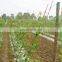 100% virgin material Plastic trellis net plant climbing support netting cucumber netting vine netting Pea & Bean