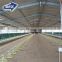 Qingdao prefab steel structure cow poultry shed barns building for chicken stable house sale