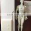factory sales full body muscular male mannequin acupuncture human body model