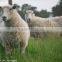 Composting agent for sheep farm to use manure make organic fertilizer