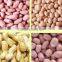 long type peanut kernel
