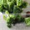 Vacuum Fried Dried Vegetables Chips-VF dried broccoli for sales