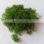 Model Material Mesopore Tree Powder b