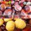 Organic Raw Fresh Chestnut Chinese bulk chestnuts price