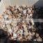 VIETNAMESE SUPPLIER OF ROUND CUT CINNAMON / CASSIA HIGH QUALITY