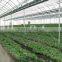 arc multi-span glass greenhouse for strawberry