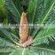 Artificial Cycas Revoluta Sago Cycas for Jurassic Period Dinosaur Hall