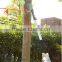5m aluminum handle telescopic tree pruner with saw
