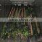Ficus Religiosa packed for shipment