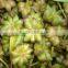 hebal plant poweder extract start anise oil