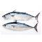 IQF bonito frozen bullet tuna for bait