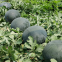 60pcs Good price china black watermelon seeds f1 hybrid seedless watermelon seeds for planting