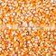 MAIZE CORN