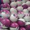 Hot Selling Pokemon Ball for Educational Toys