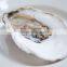 wholesale frozen fresh half shell oyster