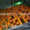 ORANGE FRESH FOR SALE
