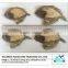 Dried Flounder Fish